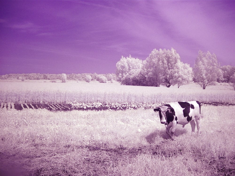 Katalog utwor&oacute;w w świetle prawa autorskiego (na zdjęciu: Michał Chiliński - fotografia naukowa)