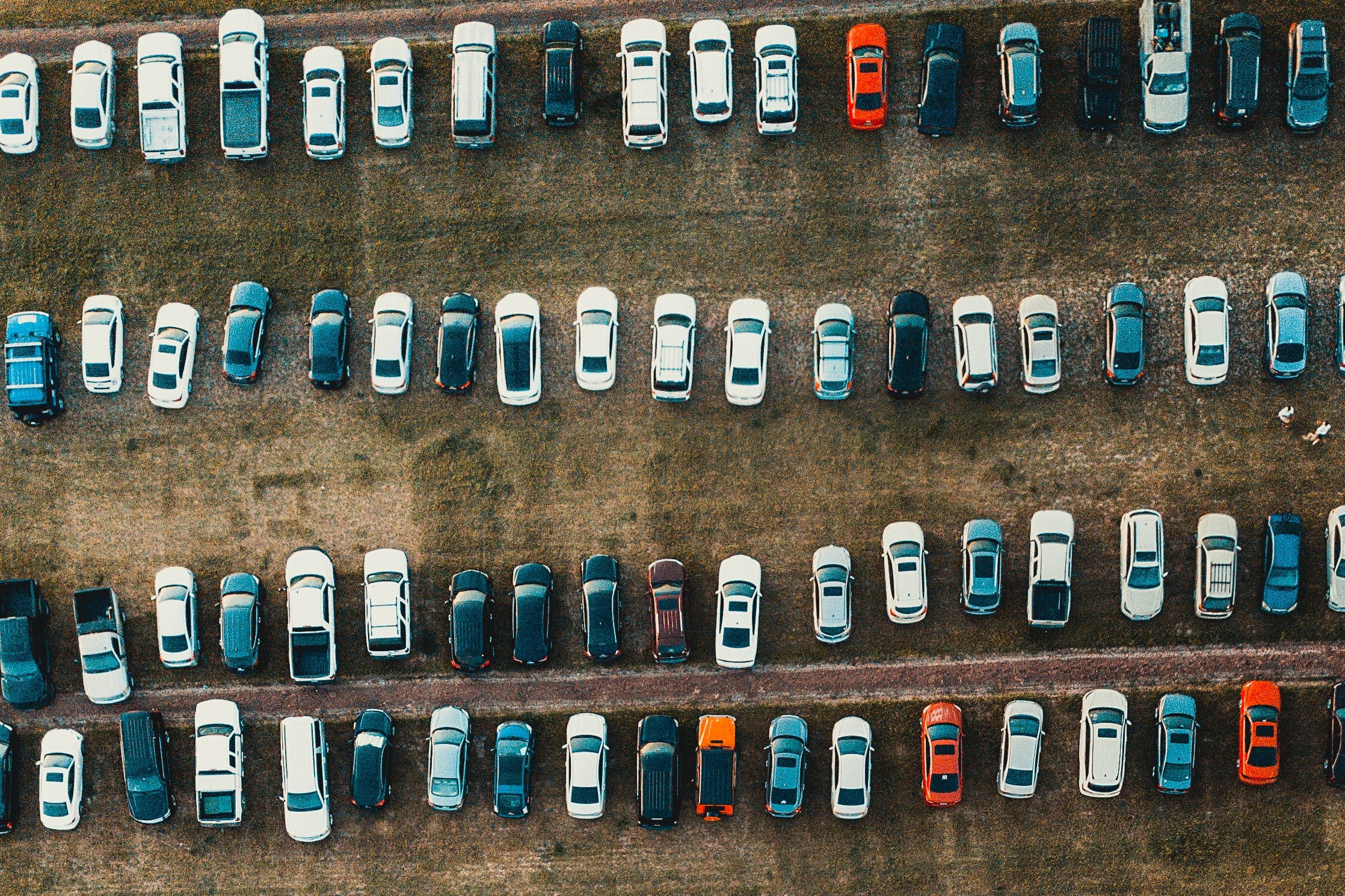 Dziki parking